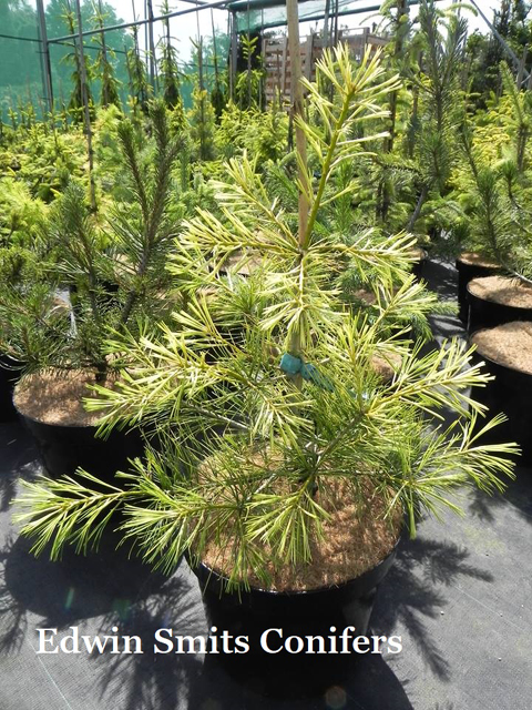 Pinus armandii 'Vanc Gold'